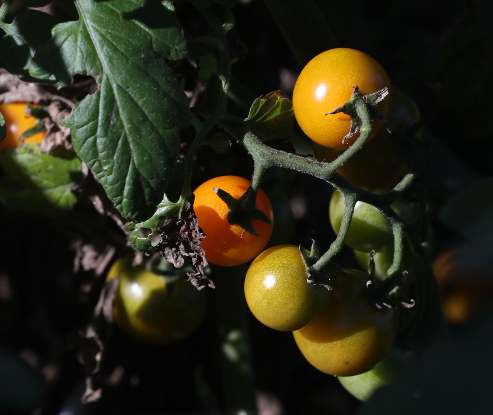 Garden Variety
